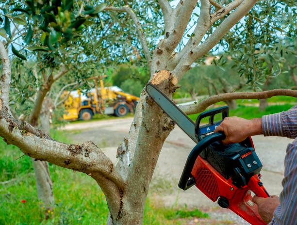 Best Tree Disease Treatment  in Alturas, CA